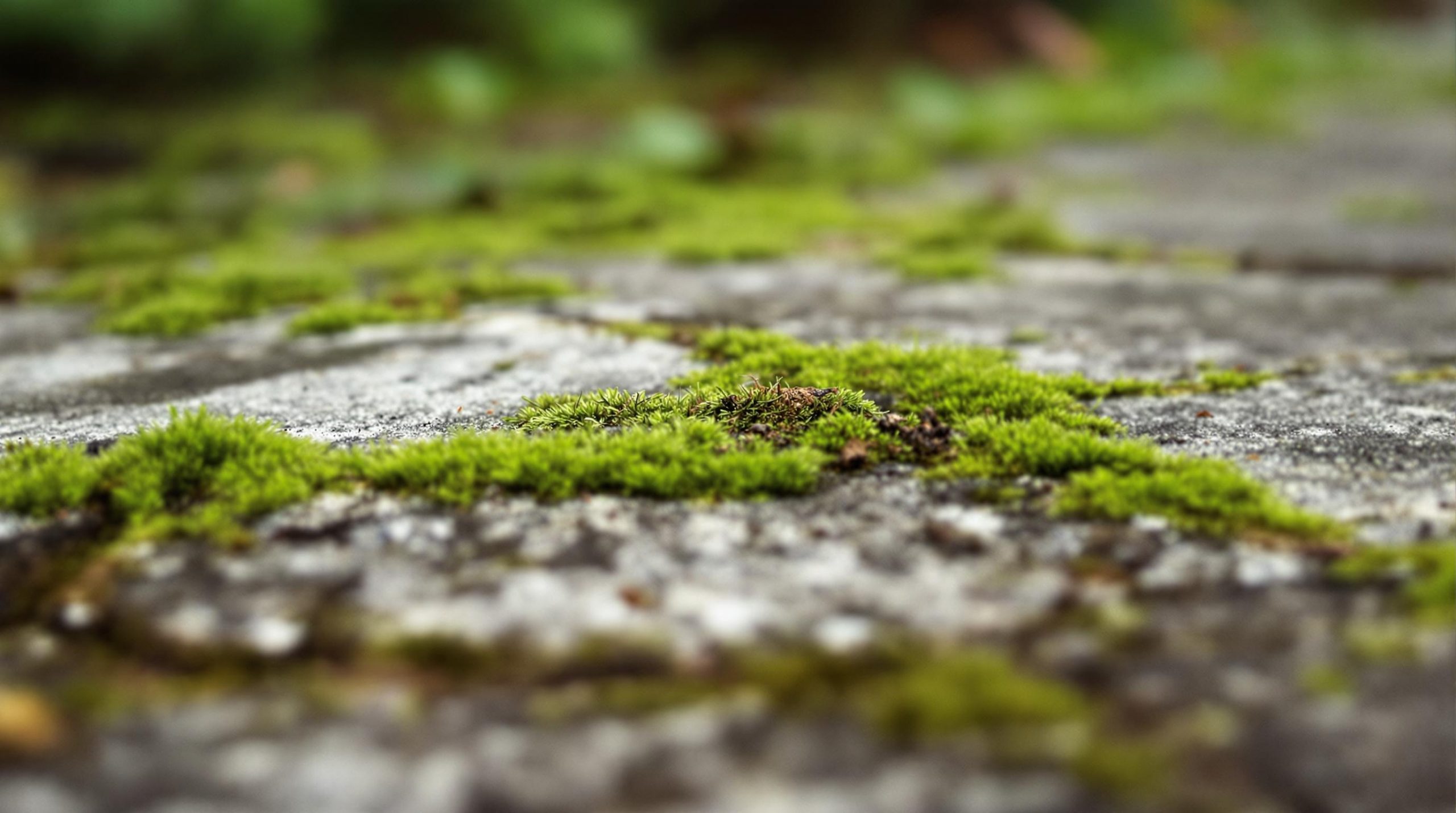 Comment enlever la mousse verte sur le béton
